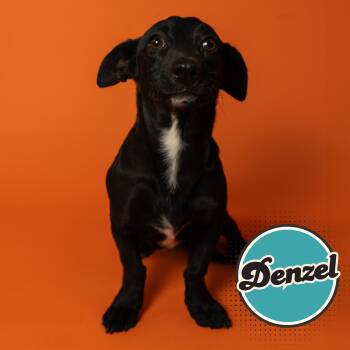 Denzel -  Dachshund and Mixed Breed Dog for Adoption in Tucson, Arizona - Denzel | PetCurious