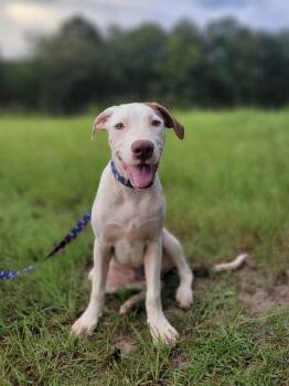 Clay -  American Bulldog and English Pointer Dog for Adoption in Leesburg, Georgia - Clay | PetCurious