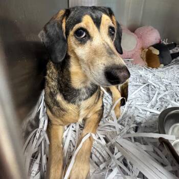 Alma -  Mixed Breed Dog for Adoption in Edwardsville, Illinois - Alma | PetCurious