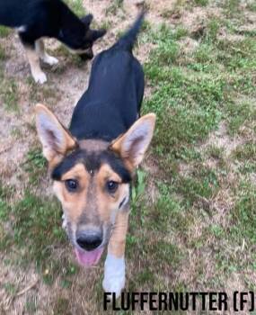 Shepherd and Husky Dogs Available for Adoption in Pembroke, Massachusetts - Fluff | PetCurious
