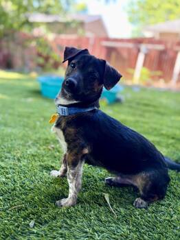 Symon -  Dachshund and Chihuahua Dog for Adoption in Salt Lake City, Utah - Symon | PetCurious