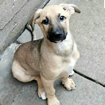 German Shepherd Dog and Doberman Pinscher Dogs Available for Adoption in Chicago, Illinois - Bamboo  | PetCurious