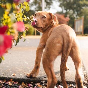 Blossom -  Mixed Breed Dog for Adoption in Newberg, Oregon - Blossom | PetCurious