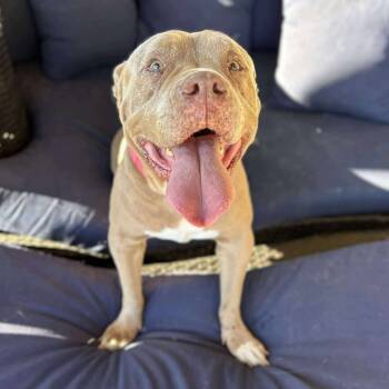 Rescue Pit Bull Terrier Dogs for Adoption in Ramona, California - London Carbonara | PetCurious