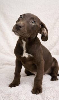 Labrador Retriever Dogs Available for Adoption - Queen | PetCurious