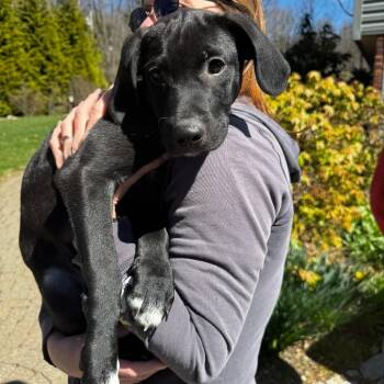 Black Labrador Retriever and Mixed Breed Dogs Available for Adoption in Stormville, New York - NY Cyrus Avail Apr 18 (Tractor Supply Pattterson NY) | PetCurious