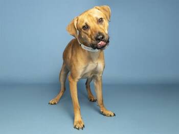 VINNEY -  Black Mouth Cur Dog for Adoption in Phoenix, Arizona - VINNEY | PetCurious