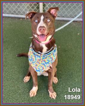 Pit Bull Terrier and Siberian Husky Dogs Available for Adoption in Marietta, Georgia - LOLA | PetCurious