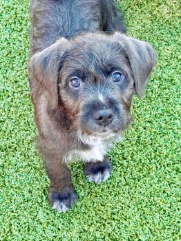 Hound and Mixed Breed Dogs Available for Adoption in Cape Coral, Florida - Fia | PetCurious