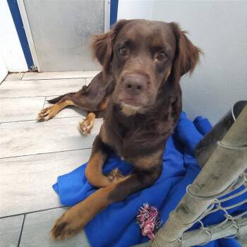 Mixed Breed Dogs Available for Adoption in Denison, Texas - Cortana | PetCurious