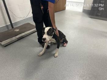 A385949 -  Pit Bull Terrier Dog for Adoption in Ocala, Florida - A385949 | PetCurious