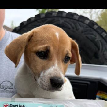 Mixed Breed Dogs Available for Adoption in Rockville, Maryland - Julie | PetCurious