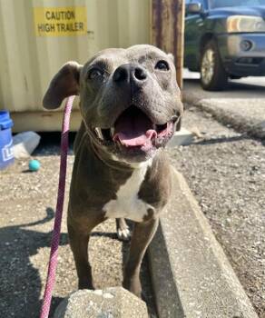 Rescue Pit Bull Terrier Dogs for Adoption in Indianapolis, Indiana - CHOMPER | PetCurious