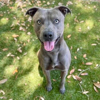 Mixed Breed Dogs Available for Adoption - Ruger | PetCurious