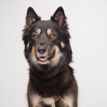 Missy -  Shepherd and Mixed Breed Dog for Adoption in Palm Springs, California - Missy | PetCurious