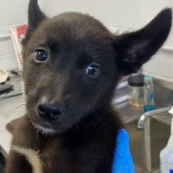 Mickey -  Terrier and Shepherd Dog for Adoption in Hattiesburg, Mississippi - Mickey | PetCurious