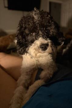 Poodle Dogs Available for Adoption in Sandy Springs, Georgia - Rudy | PetCurious