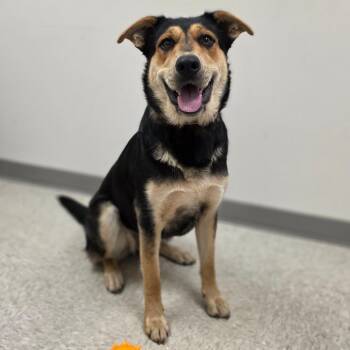 Shepherd and Mixed Breed Dogs Available for Adoption in Chatham, Virginia - Princess Daisy | PetCurious