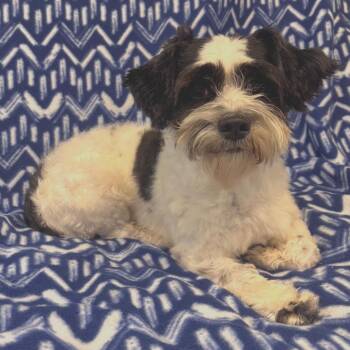 Fig -  Lhasa Apso Dog for Adoption in Anderson, South Carolina - Fig | PetCurious