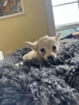 Chis Dip -  Chihuahua Dog for Adoption in Lakeland, Florida - Chis Dip | PetCurious