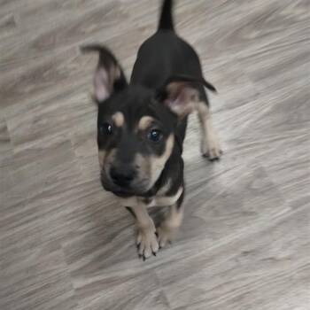 Rescue Shar Pei and Mixed Breed Dogs for Adoption in San Jacinto, California - Regina | PetCurious