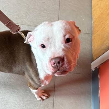 Pit Bull Terrier and Mixed Breed Dogs Available for Adoption in Vineland, New Jersey - BabyMan | PetCurious