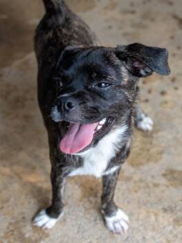 MACCHIATO -  Pug Dog for Adoption in Fresno, California - MACCHIATO | PetCurious