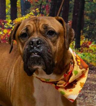 Rescue Dogue De Bordeaux Dogs for Adoption in Sanford, Florida - Kitty | PetCurious