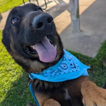 Mixed Breed Dogs Available for Adoption in Columbiana, Alabama - Emanuel | PetCurious