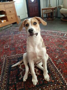 Omalley -  Mixed Breed Dog for Adoption in Fredericksburg, Virginia - Omalley | PetCurious