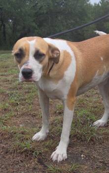 Jasmine -  Mixed Breed Dog for Adoption in Magnolia, Texas - Jasmine | PetCurious