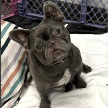 French Bulldog Dogs Available for Adoption - Gordy | PetCurious