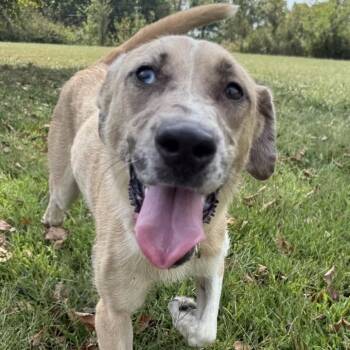 Marnie -  Catahoula Leopard Dog and Mixed Breed Dog for Adoption in Kansas City, Missouri - Marnie | PetCurious