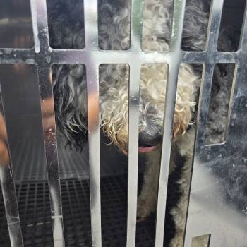 Rescue Mixed Breed Dogs for Adoption in Philadelphia, Pennsylvania - Bleu | PetCurious