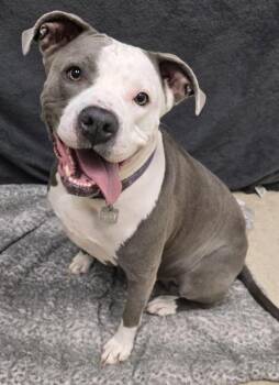 Blizzard -  Mixed Breed Dog for Adoption in Hamilton, Ohio - Blizzard | PetCurious