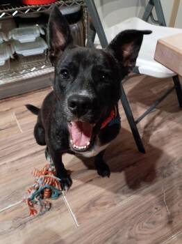 Shakira -  Labrador Retriever and Mixed Breed Dog for Adoption in Falmouth, Maine - Shakira | PetCurious