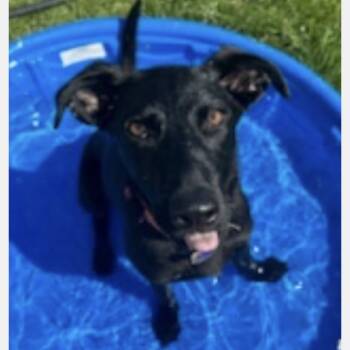 Rescue German Shepherd Dog and Yellow Labrador Retriever Dogs for Adoption in Van Horne, Iowa - Ivy | PetCurious