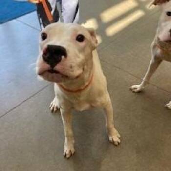 YORK-Stray-16385 -  Pit Bull Terrier Dog for Adoption in York, Pennsylvania - YORK-Stray-16385 | PetCurious