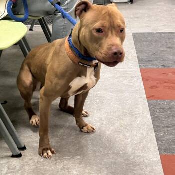 Mixed Breed Dogs Available for Adoption - Rosie | PetCurious