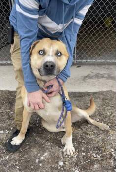 Drowzee -  Mixed Breed Dog for Adoption in Terre Haute, Indiana - Drowzee | PetCurious