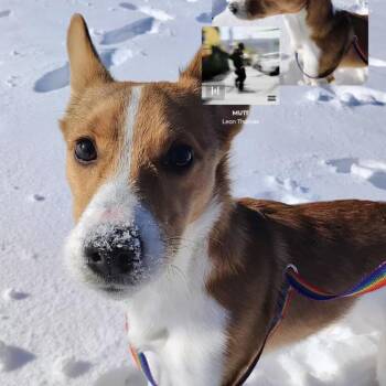 Cody -  Cardigan Welsh Corgi Dog for Adoption in Tulsa, Oklahoma - Cody | PetCurious