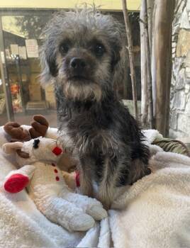 Rescue Yorkshire Terrier Dogs for Adoption in Fort Worth, Texas - Woe | PetCurious