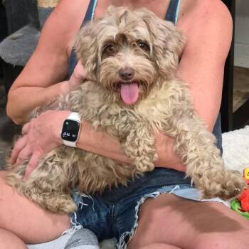 Poodle Dogs Available for Adoption in Huntsville, Alabama - Fern | PetCurious
