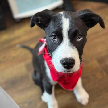 Mickey -  Retriever and Collie Dog for Adoption in Corpus Christi, Texas - Mickey | PetCurious