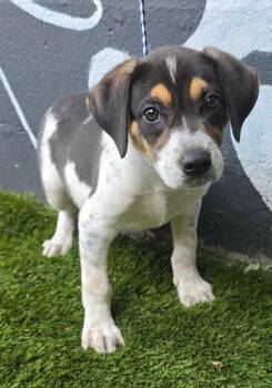 Forest -  Beagle and Hound Dog for Adoption in New York, New York - Forest | PetCurious