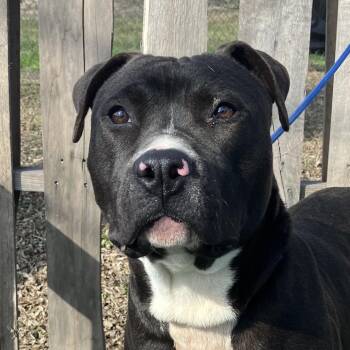 Travis -  Mixed Breed Dog for Adoption in Pulaski, Tennessee - Travis | PetCurious