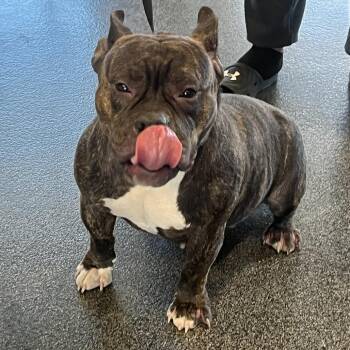 Mixed Breed Dogs Available for Adoption - Kali | PetCurious