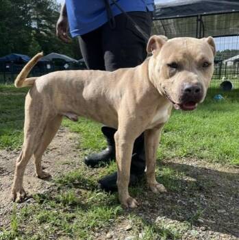 Labrador Retriever Dogs Available for Adoption in Williston, Vermont - Dwayne The Bark Johnson | PetCurious