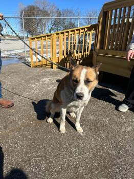 Barrell -  German Shepherd Dog and Siberian Husky Dog for Adoption in Russellville, Kentucky - Barrell | PetCurious