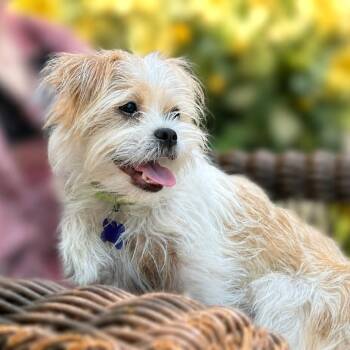 Kelsey -  Shih Tzu and Mixed Breed Dog for Adoption in Boerne, Texas - Kelsey | PetCurious